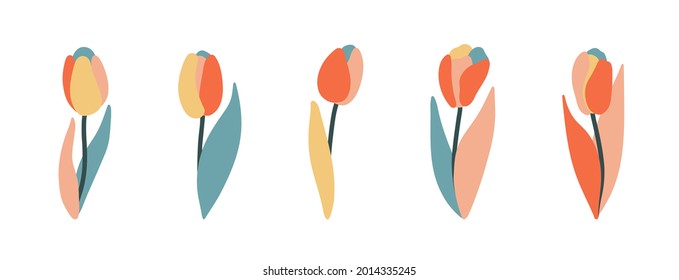 Set of multicolored flowers tulips with leaves. Hand drawn vector illustration. Isolated elements. Dutch plants.