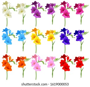 Set of multicolored freesia flowers. Vector flowers