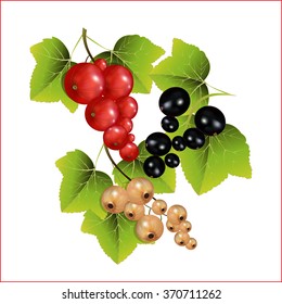 Set from multi-colored, garden currant. Vector illustration.