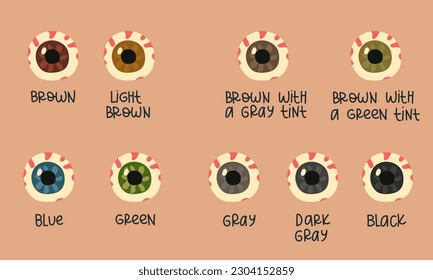 Un conjunto de globos oculares humanos multicolores con opciones de color firmadas. Variaciones del alumno del globo ocular humano. Ilustración vectorial de los tipos de color ocular. Impresión en papel para formación o información