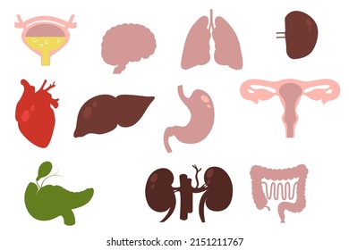 set of multicolored icons. Internal organs of a person. medical illustration