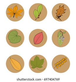 Set of multicolored leaves and berries on a dark background.