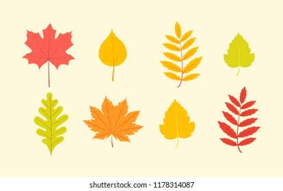 Set multicolored leaves.  Vector flat illustration