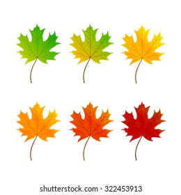 Set of multicolored maple leaf isolated on white background, illustration.