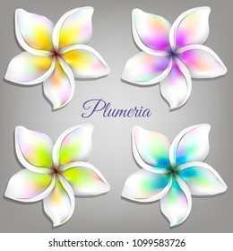 Set of multicolored plumeria flowers. Vector illustration.
