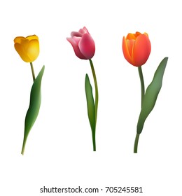 Set of multi-colored tulips on white isolated background