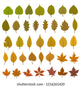 Set of Multicolored Vector Autumn Leaves