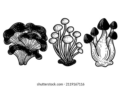 Set Mushroom healthy food engraved Hand Drawn Outline illustration