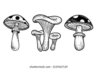 Set Mushroom healthy food engraved Hand Drawn Outline illustration