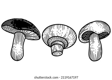 Set Mushroom healthy food engraved Hand Drawn Outline illustration