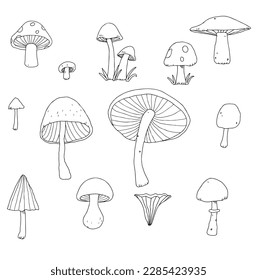 Set Mushroom healthy food engraved Hand Drawn Outline illustration