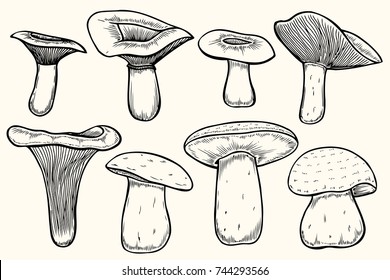 Set Of Mushroom Illustration, Drawing, Engraving, Vector, Line