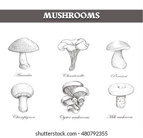 set mushroom sketch vector eps pic style illustration image