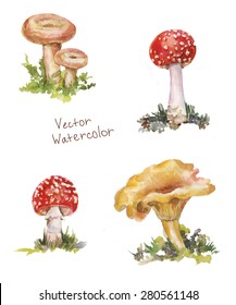 set mushroom watercolor: amanita, chanterelle, volnushki; botanical illustration isolated on white background