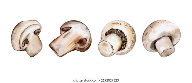 Set of mushroom watercolor vector isolated on white background great for cards, banners, headers, party posters or decorate your artwork.