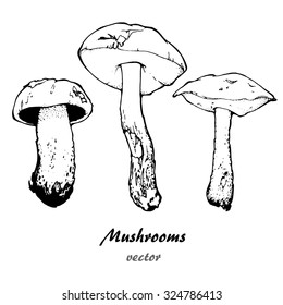 set of mushrooms