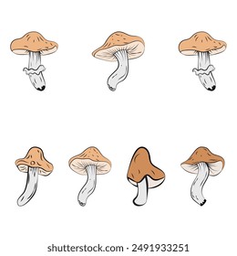 A set with mushrooms. Autumn set