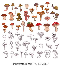 Set. Mushrooms. Autumn. Edible and inedible mushrooms: boletus, chanterelles, toadstool, fly agaric, honey agarics. Snail. Vector hand drawn stock illustration. White background. Color drawing