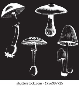 Set of mushrooms black and white vector