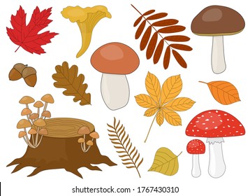 Set of mushrooms brown white chanterelles stumps autumn leaves acorns vector illustrations