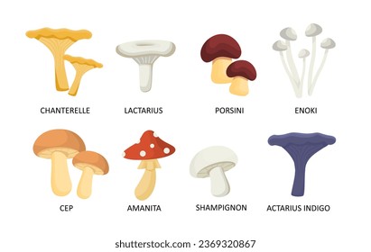 Set of mushrooms concept. Natural and organic products with text. Shampignon, Chanterelle, Lactarius and Porsini. Biology and botany. Cartoon flat vector collection isolated on white background