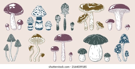 A set of mushrooms of different sizes.