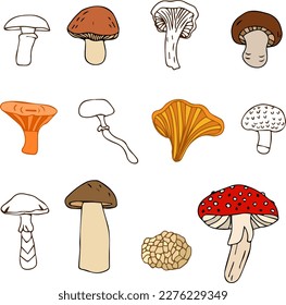 Set of mushrooms of different types