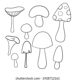 Set of mushrooms, doodle style, sketch, vector. Fox. White mushroom. Milk mushroom. Mushrooms. Oyster mushroom.
