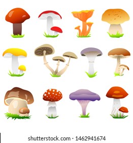 A set of mushrooms. Edible and inedible mushrooms. Autumn. Mushroom season. Lot