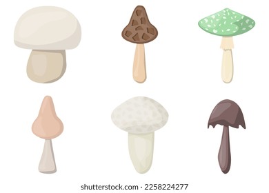 SET of mushrooms. Edible Organic mushrooms. Truffle. Forest wild mushrooms types. Colorful vector illustration isolated on white background.