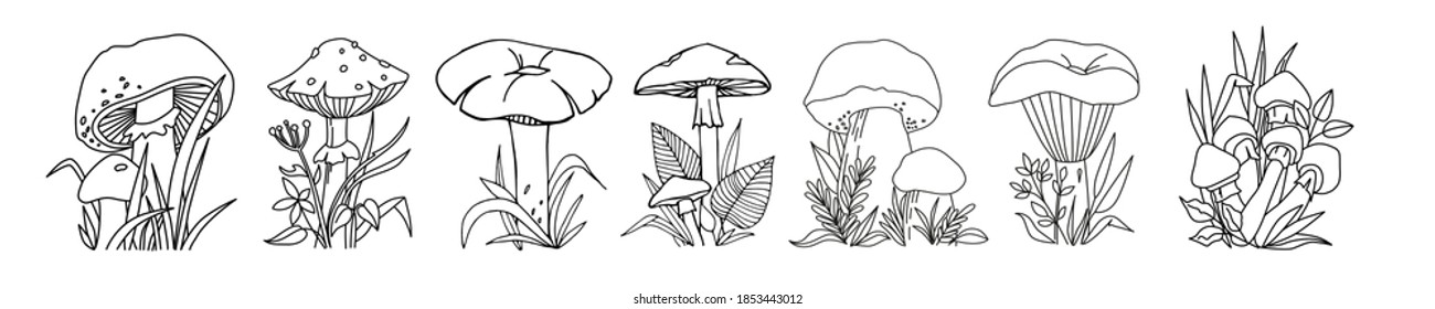 A set of mushrooms. Edible and poisonous mushrooms, 7 pieces. Black and white image isolated on white background. Idea for teaching, raskarashivani, children's creativity
