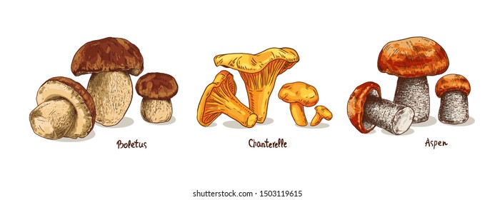 Set mushrooms hand drawn colorful vector illustration. Sketch food drawing isolated on white background. Chanterelle, boletus, aspen mushroom.