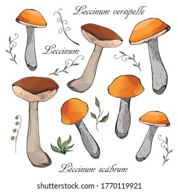 Set mushrooms hand drawn colorful vector illustration. Sketch food drawing isolated on white background.  Boletus, aspen mushroom.