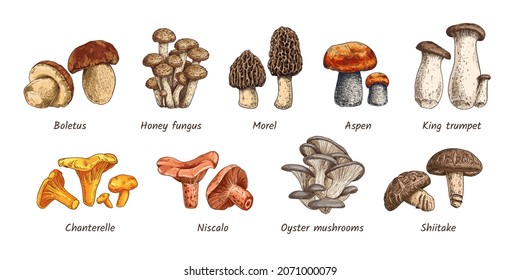 Set mushrooms hand drawn colorful vector illustration. Sketch food drawing isolated on white background. 