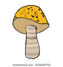 Set of mushrooms. Hand drawn vector illustration. Vegan food menu. Poisonous and edible mushroom. Autumn mushroom picking, forest plant sketches.