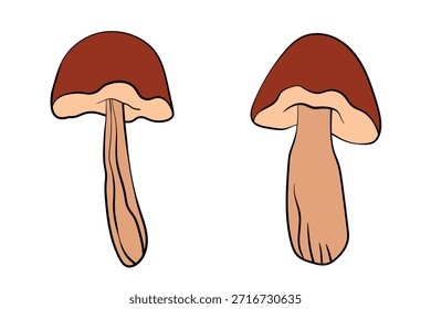 Set of mushrooms. Hand drawn vector illustration. Vegan food menu. Poisonous and edible mushroom. Autumn mushroom picking, forest plant sketches.