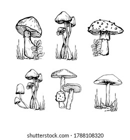 Set with mushrooms. Handmade graphics. Edible mushrooms and toadstools. Healthy food illustration. Autumn forest plants sketches. Perfect for recipe, menu, label, badge, packaging, mushroom contour 