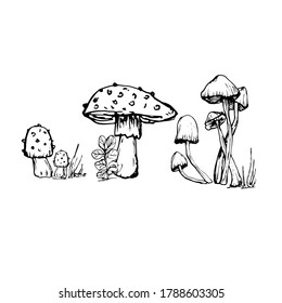 Set with mushrooms. Handmade graphics. Edible mushrooms and toadstools. Healthy food illustration. Autumn forest plants sketches. Perfect for recipe, menu, label, badge, packaging, mushroom contour 