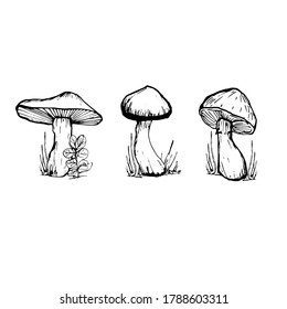 Set with mushrooms. Handmade graphics. Edible mushrooms and toadstools. Healthy food illustration. Autumn forest plants sketches. Perfect for recipe, menu, label, badge, packaging, mushroom contour 