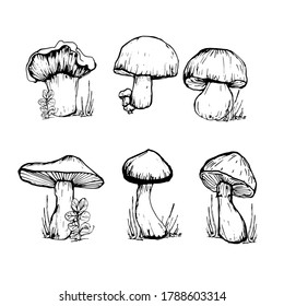 Set with mushrooms. Handmade graphics. Edible mushrooms and toadstools. Healthy food illustration. Autumn forest plants sketches. Perfect for recipe, menu, label, badge, packaging, mushroom contour 