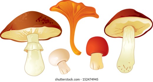 Set of mushrooms isolated on a white background