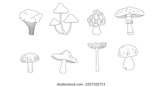 Set of mushrooms in line art style. Vector editable stroke. Illustration of mushrooms for coloring. Fly agaric, chanterelle mushroom, grebe, porcini mushroom. Poisonous and edible mushrooms