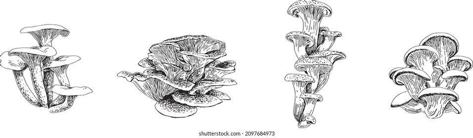 A set of mushrooms made in vector in black and white. For poster, stickers, sketchbook cover, print, your design.