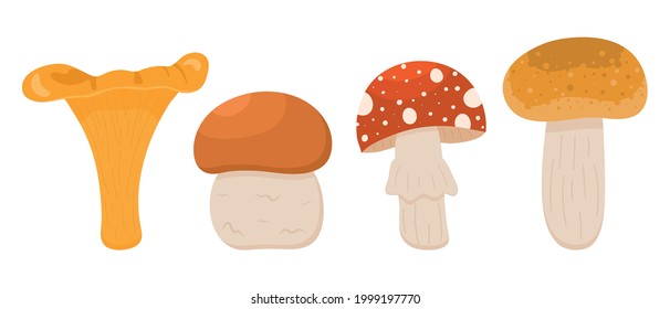 Set of mushrooms, mushroom oiler, boletus, chanterelle and amanita isolated on white background. Vector illustration.