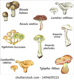 Set of mushrooms on a white background. Forest collection of pale grebe, gall mushroom, chanterelle mushrooms, honey agarics and porcini mushrooms. Vector illustration, sketch.