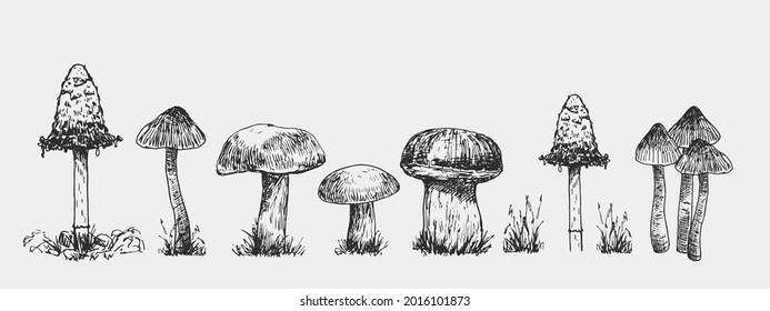 Set of mushrooms. Outline with grey background. Vector sketch illustration