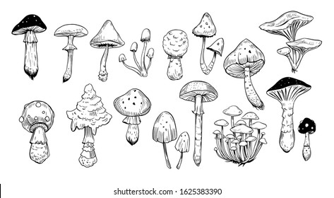 Set mushrooms  Outline and transparent background  Vector sketch illustration