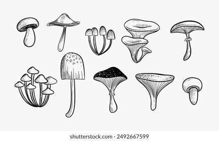 Set of mushrooms. Outline with transparent background. Vector sketch illustration