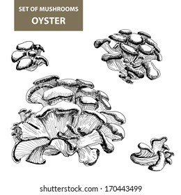 Set of mushrooms. Oyster mushrooms. Vector hand drawn illustration.