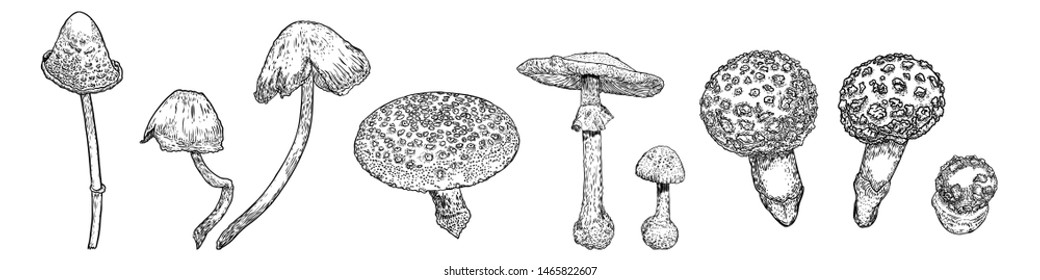 Set of mushrooms. Poison various shape on white background. Hand drawing poisonous death cap. Vector.
